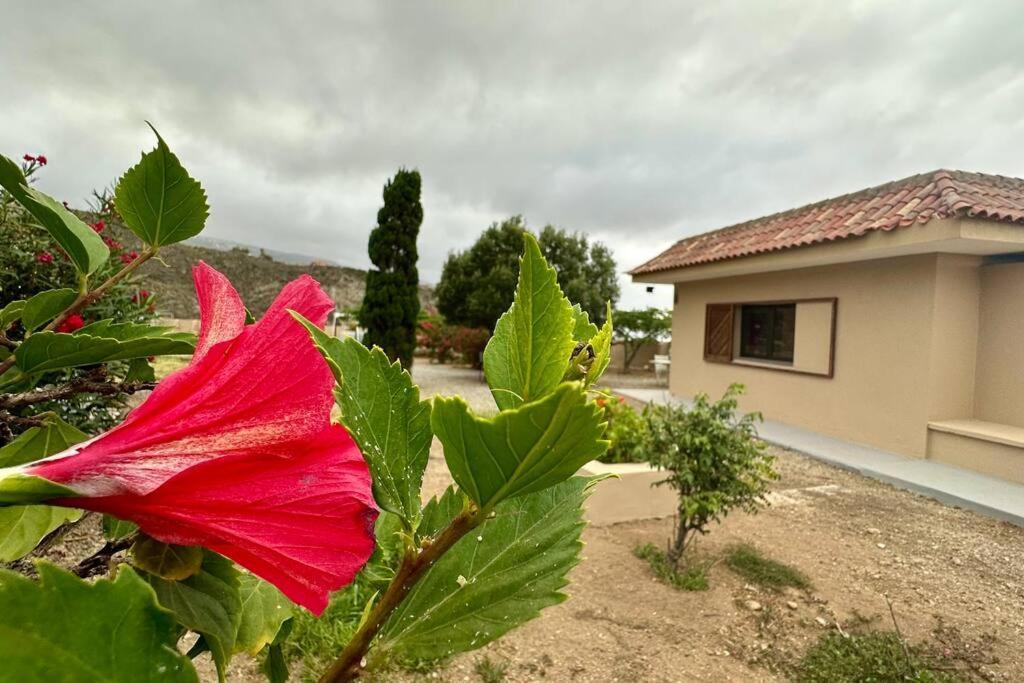 Peaceful Oasis With Magical Sea Views And A Pool Villa Santa Cruz de Tenerife Eksteriør bilde